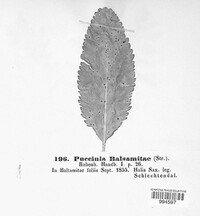 Puccinia balsamitae image